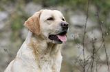 LABRADOR 855